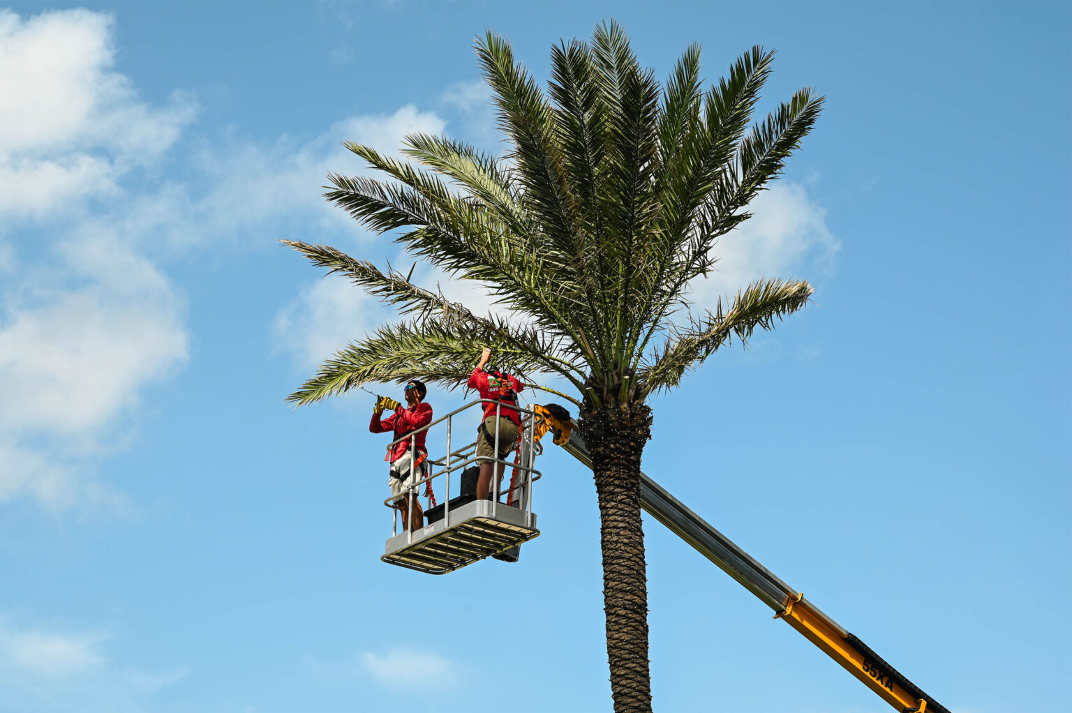 2 Exceptional Holiday Lighting crewmates on a haulotte wrapping high-quality Christmas lights around tall royal palm's fronds as part of the installation Process
