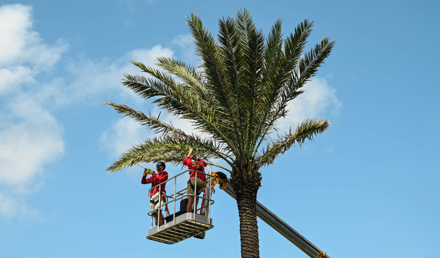 2 Exceptional Holiday Lighting crewmates on a haulotte wrapping high-quality Christmas lights around tall royal palm's fronds