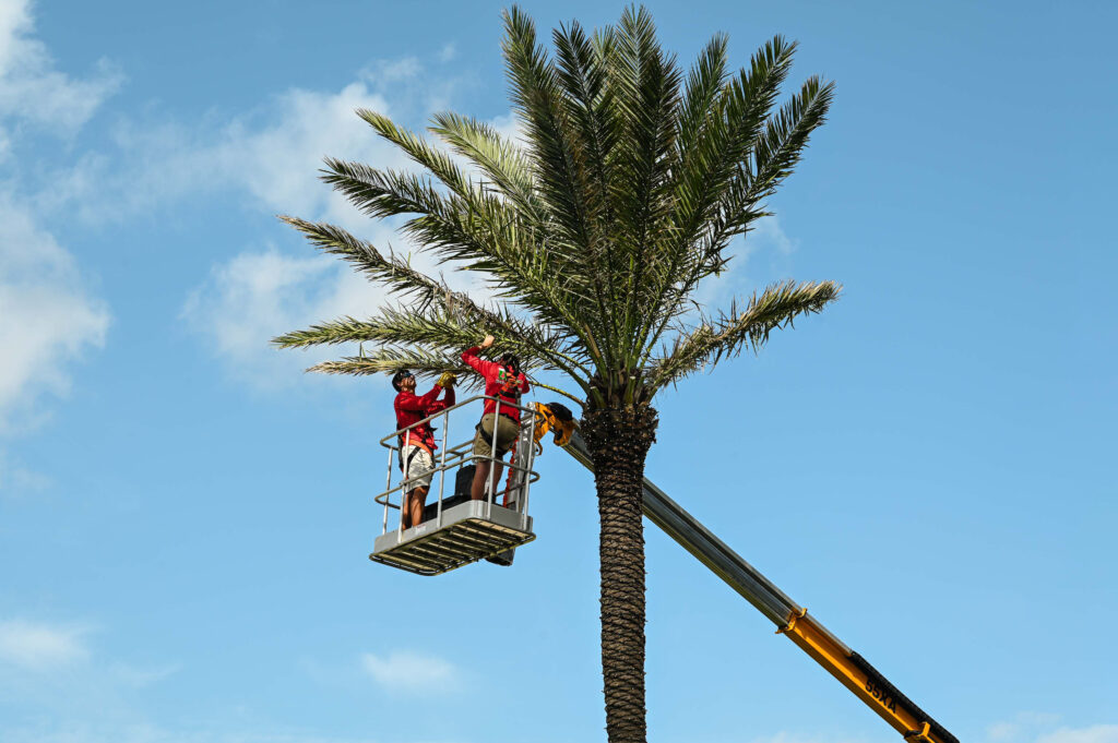 2 Exceptional Holiday Lighting crewmates on a haulotte wrapping high-quality Christmas lights around tall royal palm's fronds